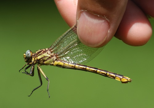 Female
9 June 2012, TN, Lewis County